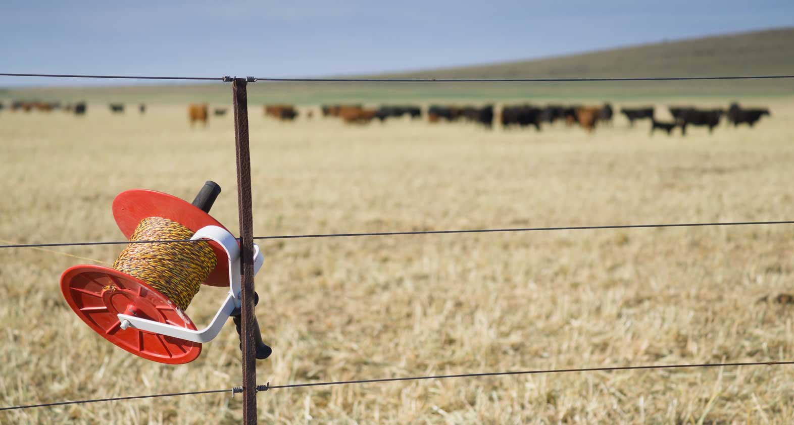 Solar-powered electric pasture fence with grazing cattle